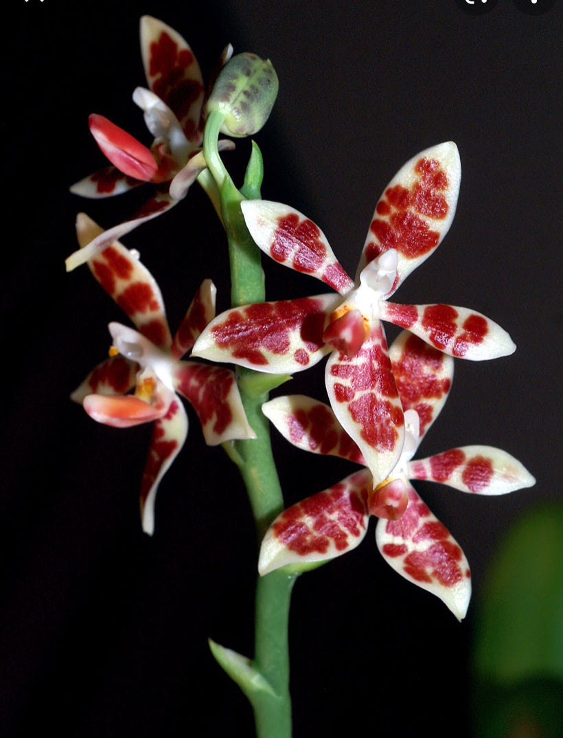 Phalaenopsis species special (PICK 3 from list below)