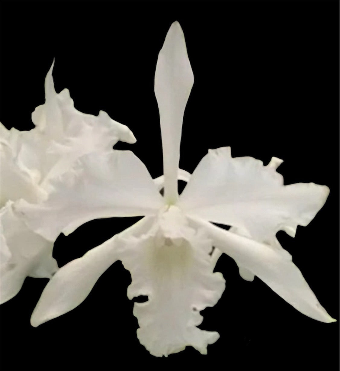 Laelia (Cattleya) lobata alba (species)