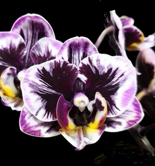 Phalaenopsis Miki Black Angel ‘364’