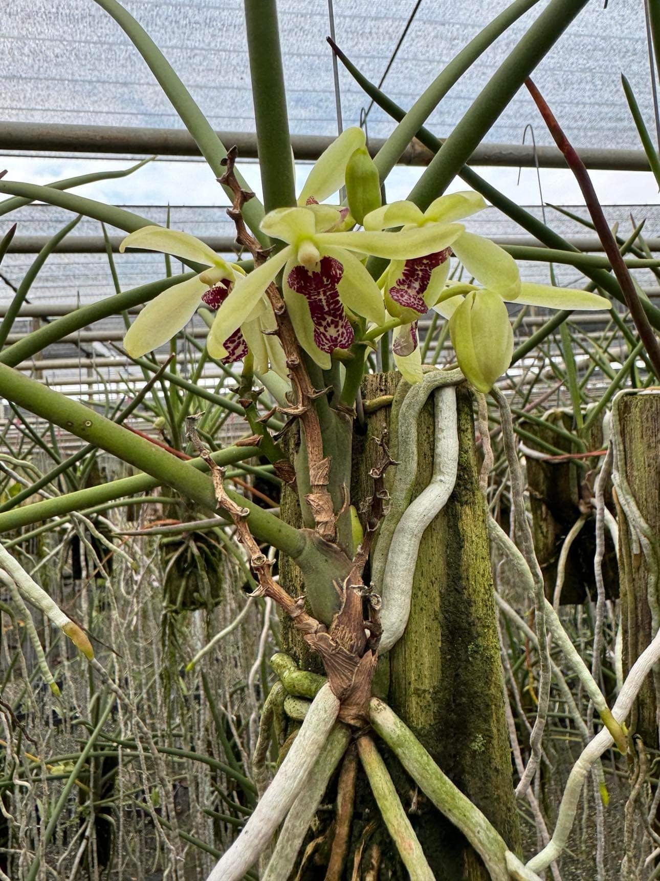 Paraphalaenopsis laycockii x Luisia thailandica