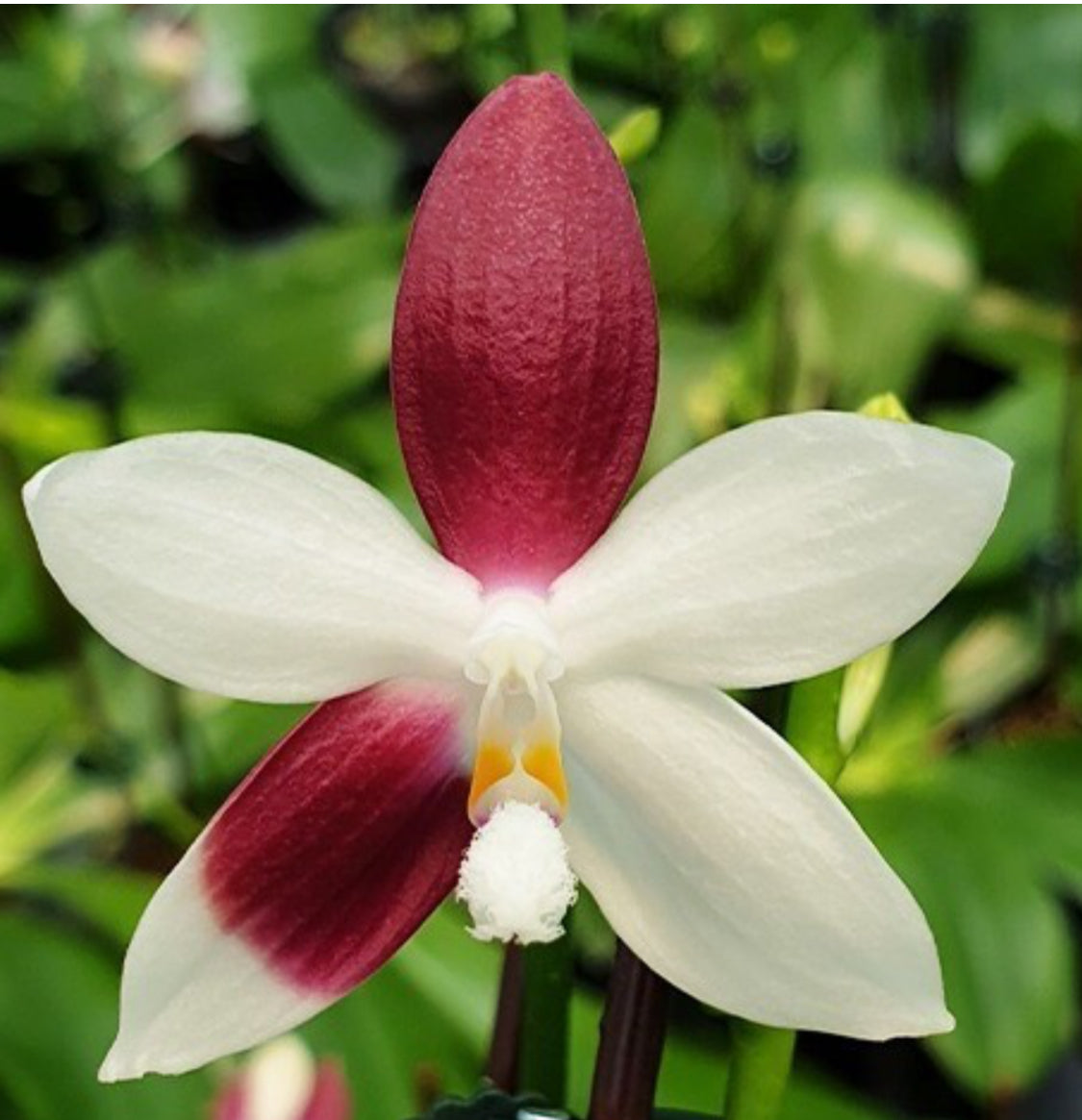 Phalaenopsis species special (PICK 3 from list below)