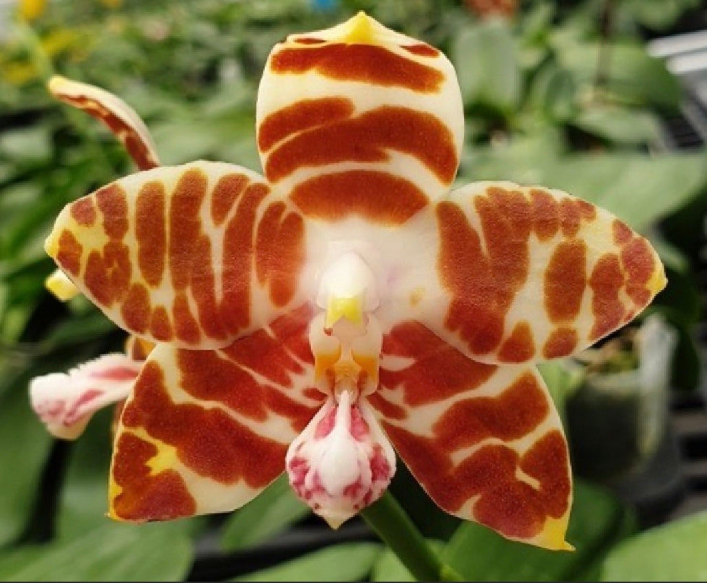 Phalaenopsis species special (PICK 3 from list below)