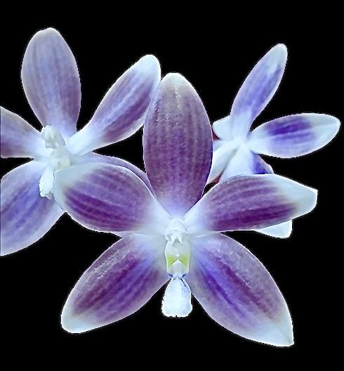 Phalaenopsis species special (PICK 3 from list below)
