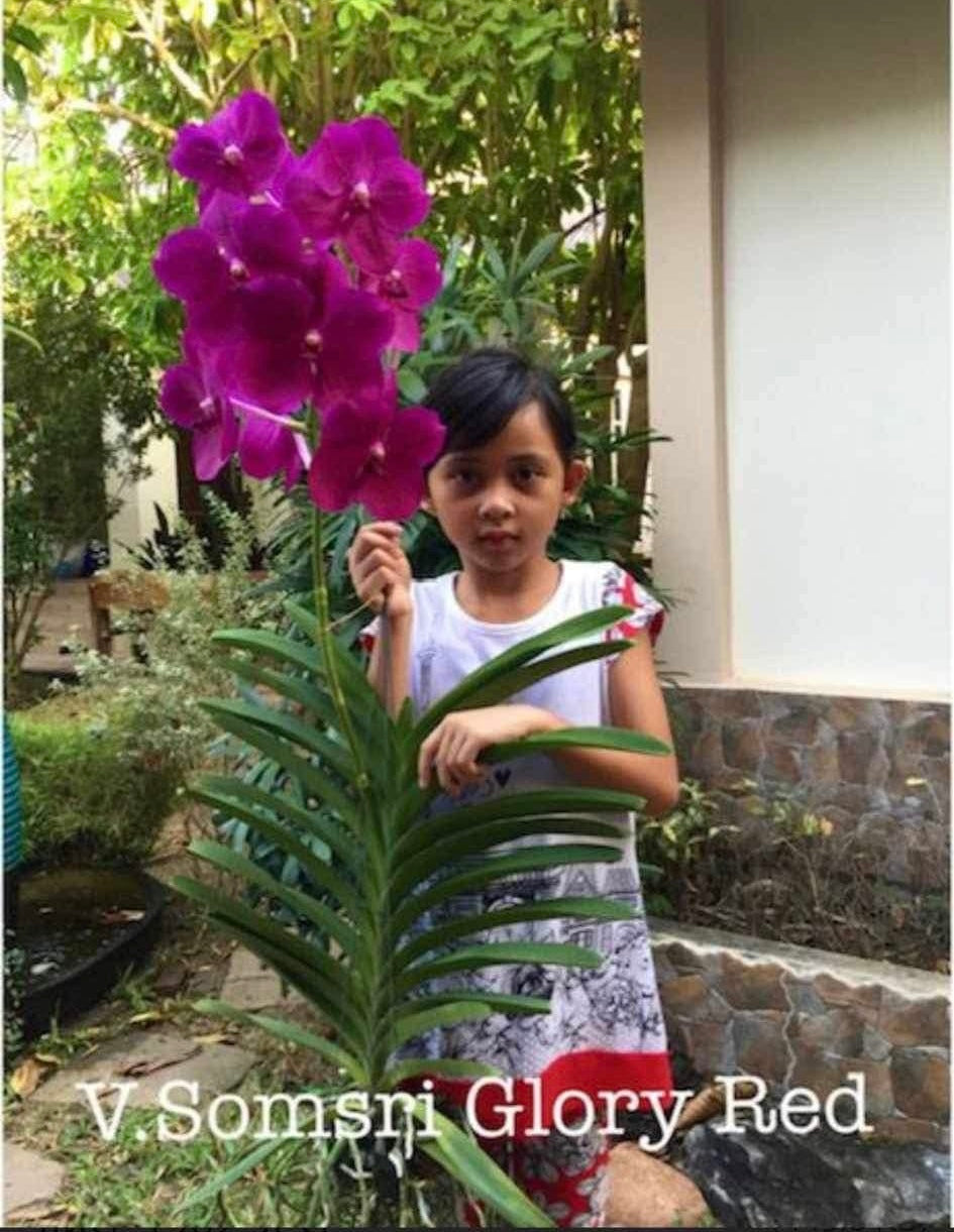 Vanda Somsri Glory Red.