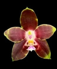 Phalaenopsis species special (PICK 3 from list below)