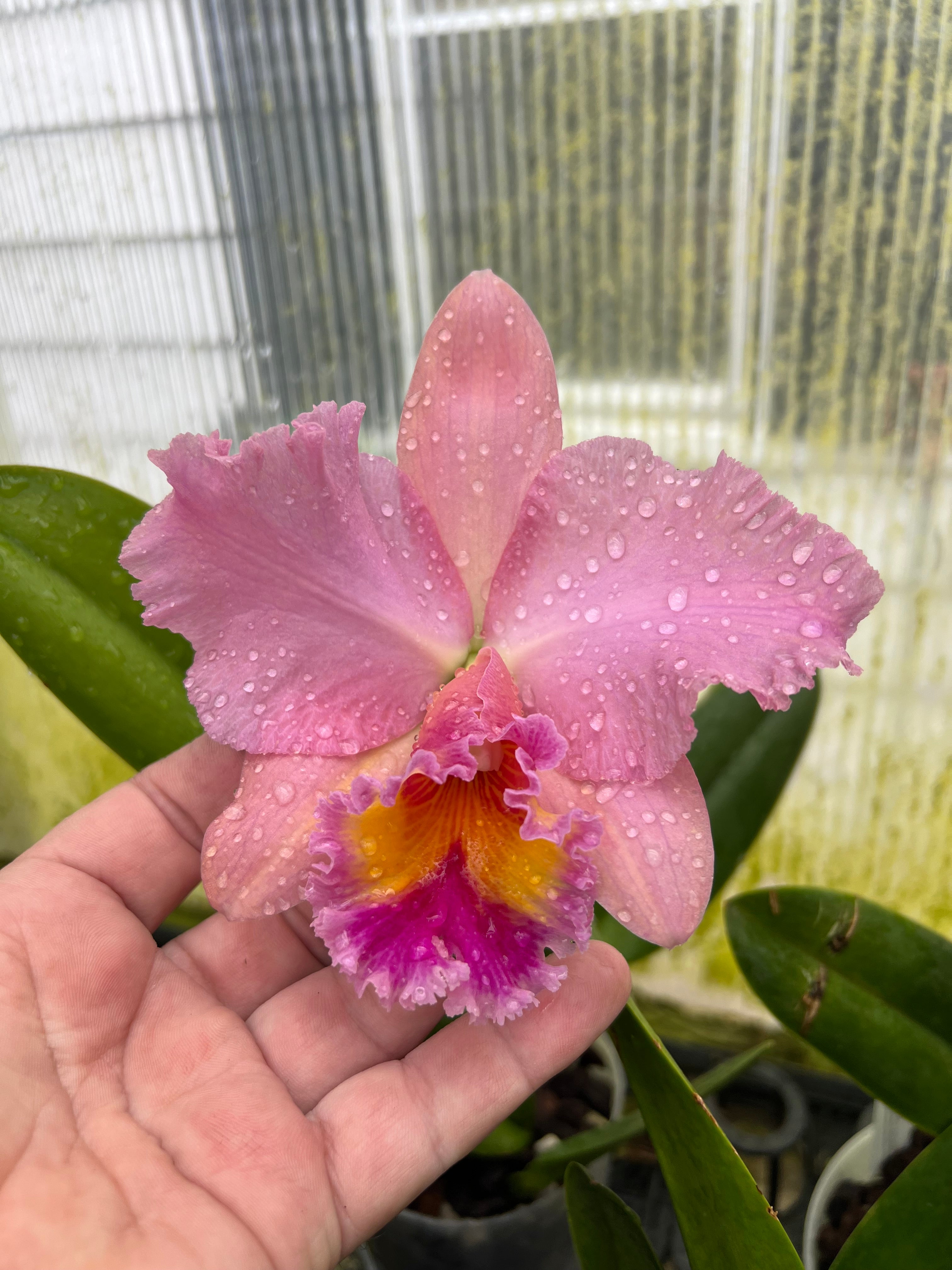 Cattleya George King ‘Serendipity’ 6” pots