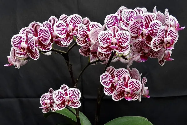 Phalaenopsis King's Caroline 'Taida Little Zebra'