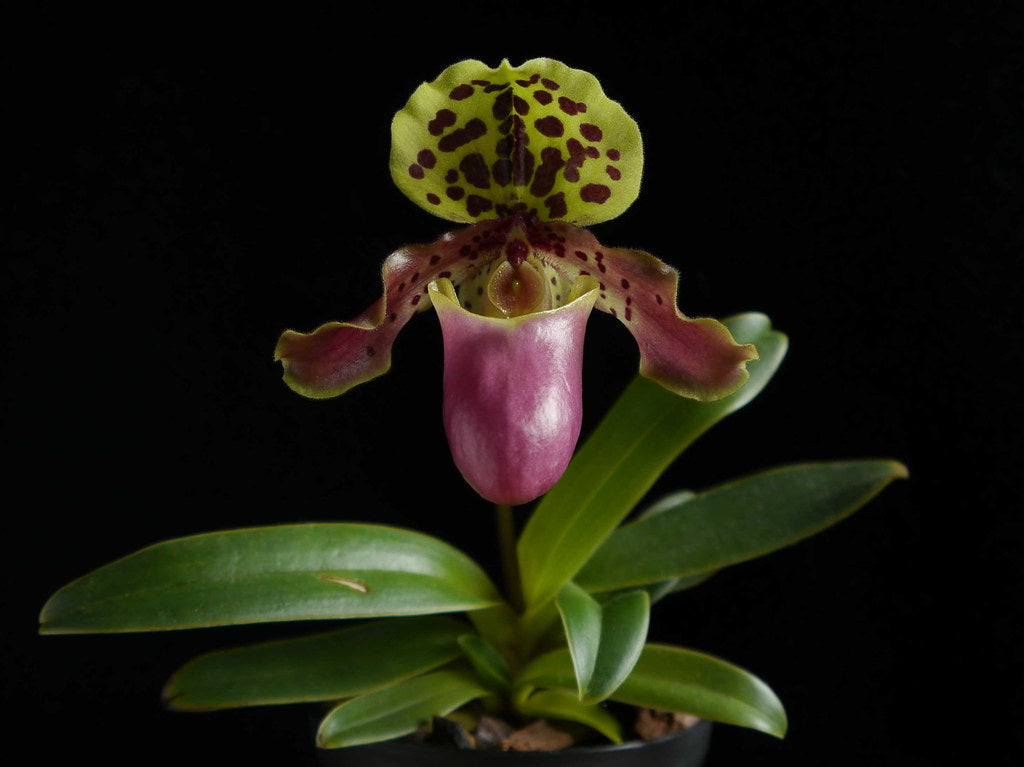 Paphiopedilum henryanum