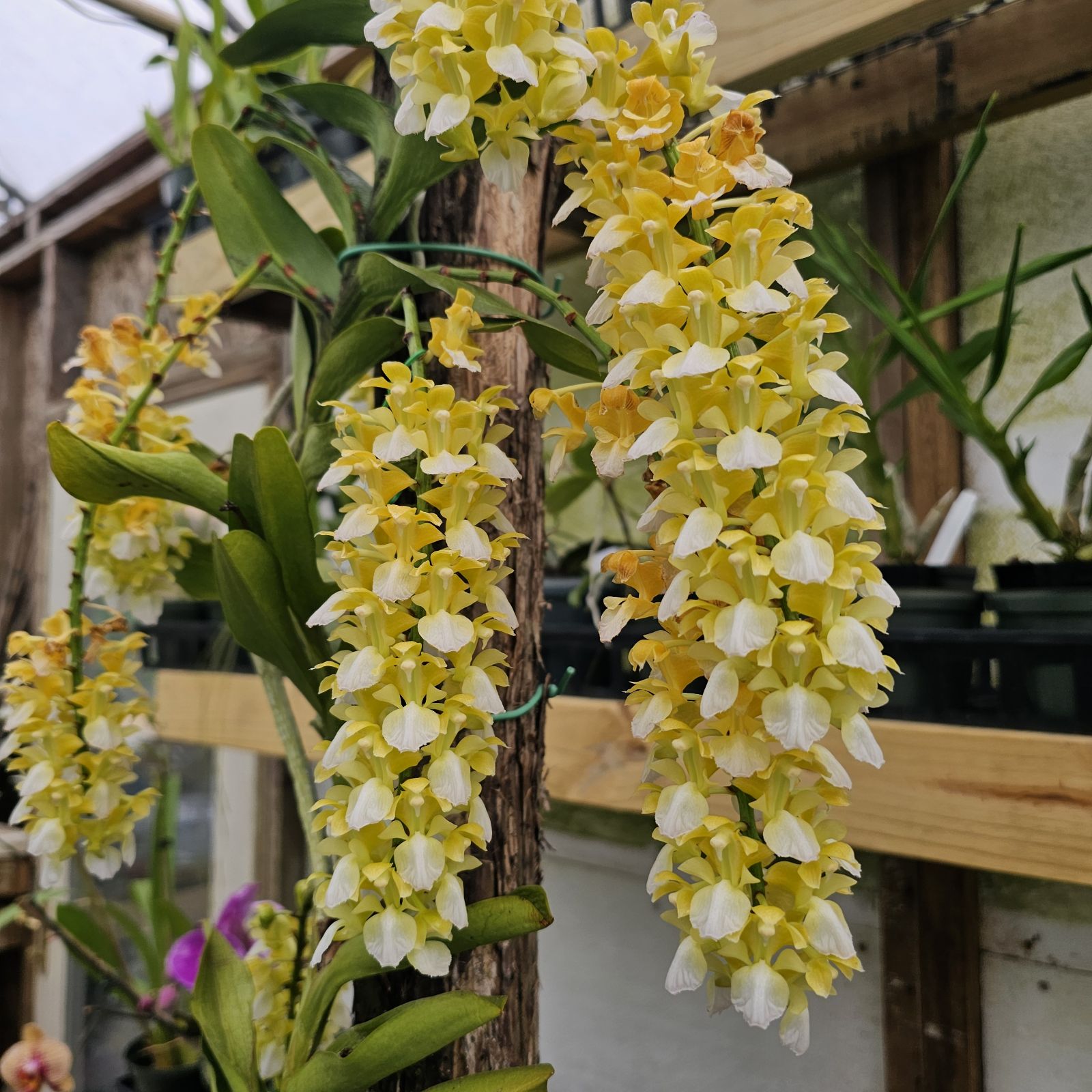 Aerides houlettiana ‘Alba’ (species) RARE!!!