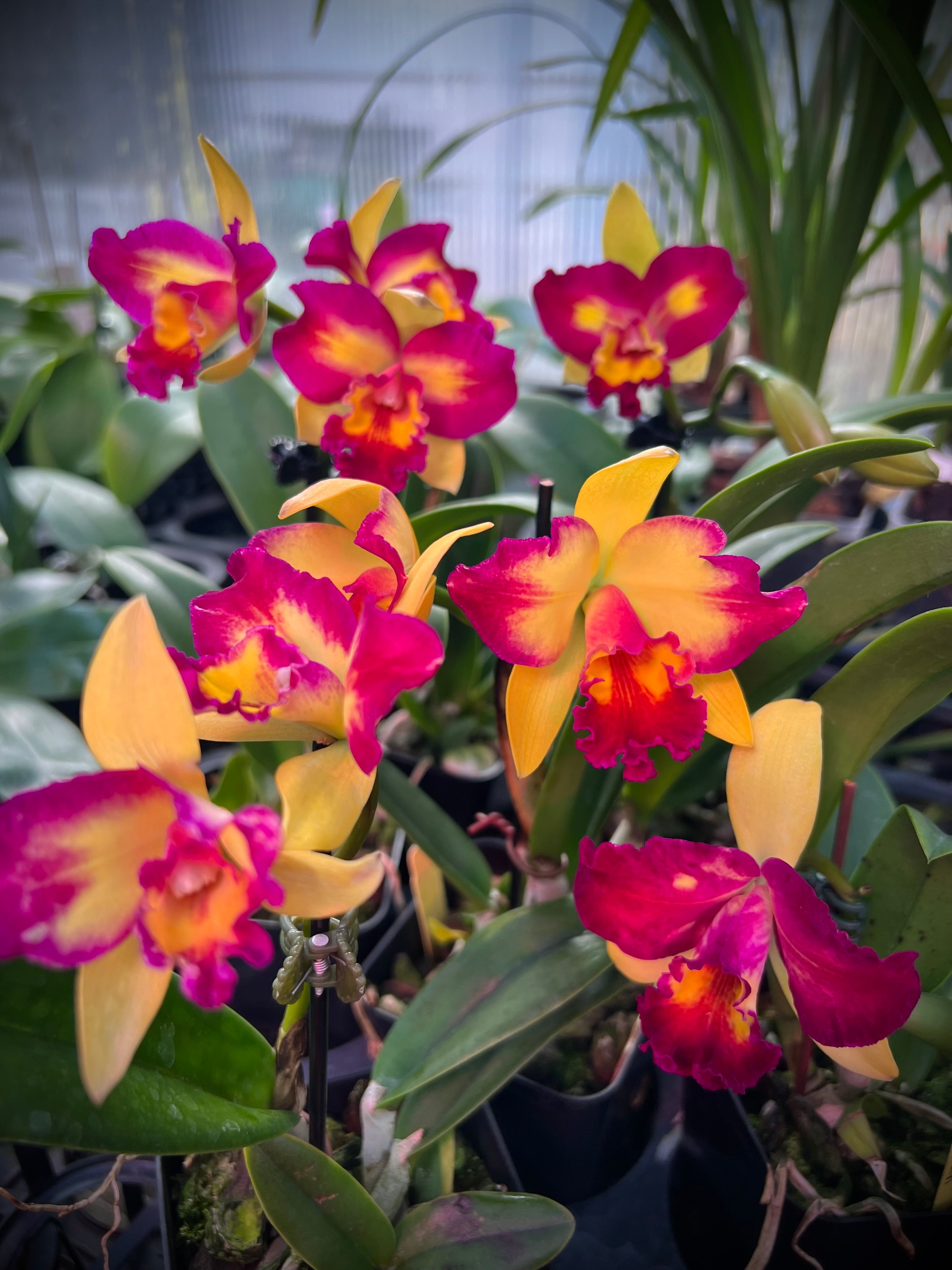 Rlc. Shin Shiang Diamond ‘#1’ ( Kat E Sun x Tzeng -Wen Beauty)