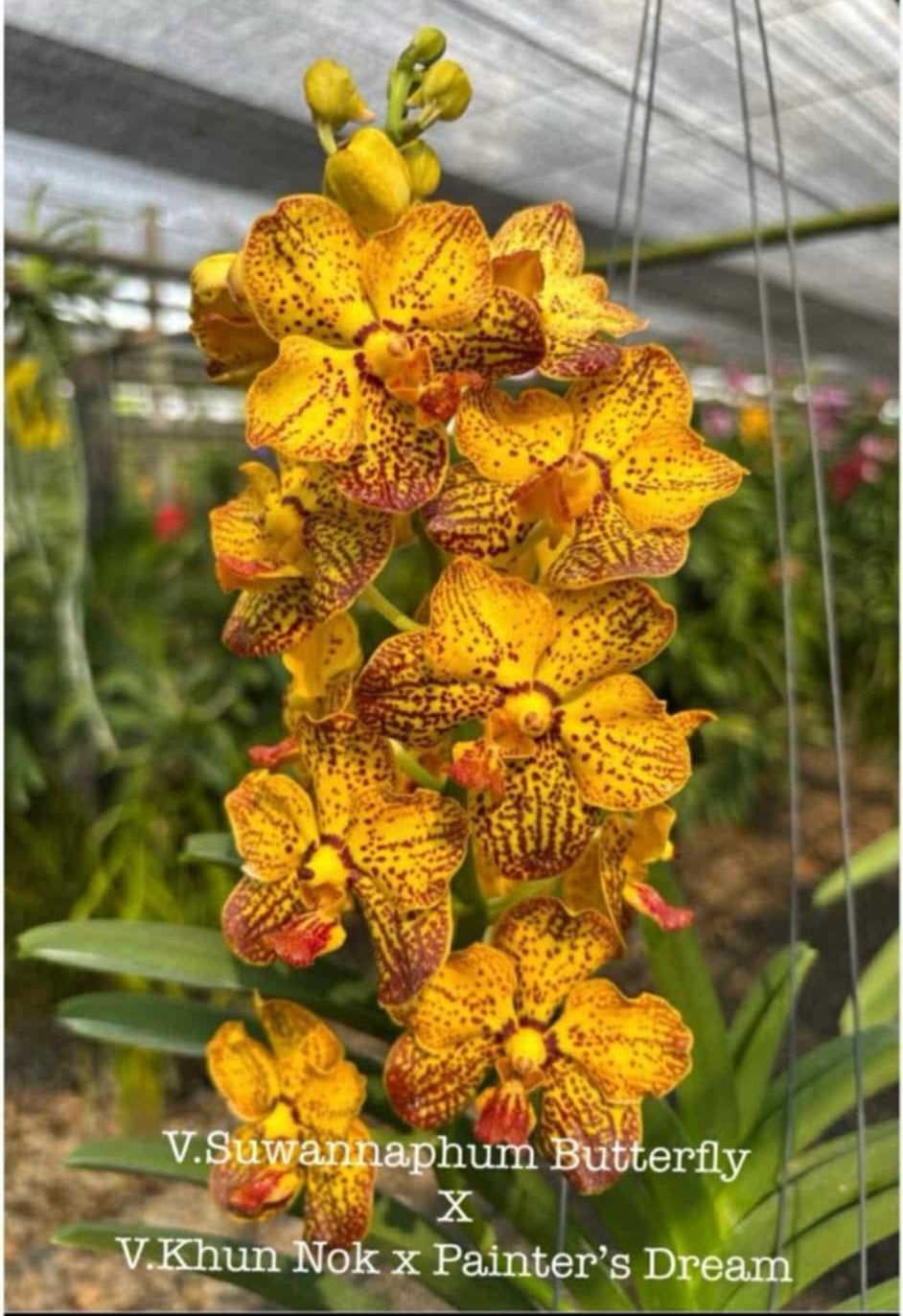 Vanda Suwannaphum Butterfly x (V. Khun Nok x Painters Dream)