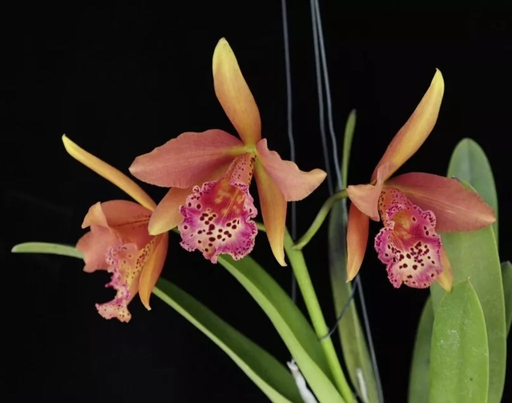 Rby. Copper Queen 'H&R' (Rlc. Toshie Aoki x Bc. Richard Mueller