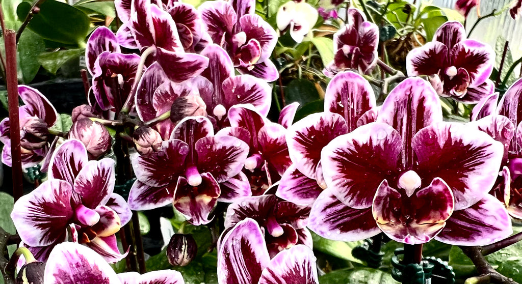 Phalaenopsis Miki Black Angel ‘364’ – Orchid Classics