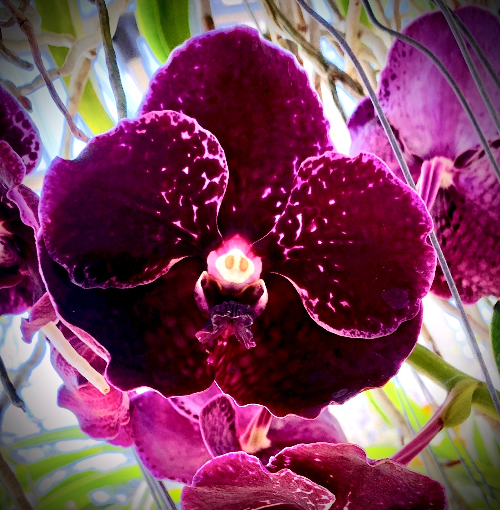 Vanda Fuchs Delight x V. Wirat Purple #411 (XXL)
