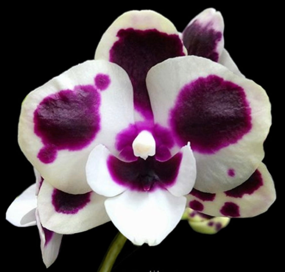 Phalaenopsis ‘Miki Clownfish