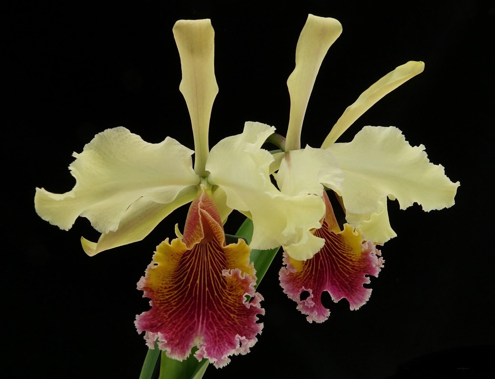 Cattleya Trumphans ( rex ‘Imerial’ x aurea)