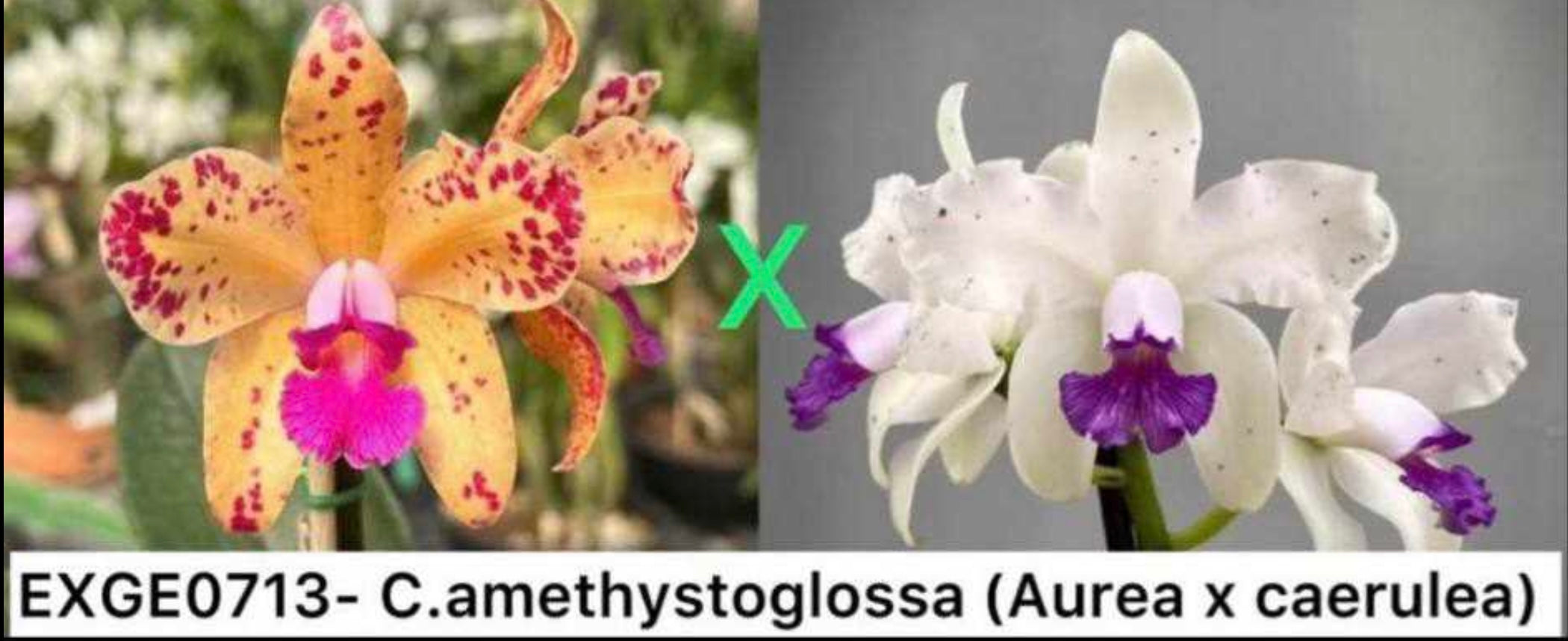 Cattleya amethystoglossa aurea x coerulea