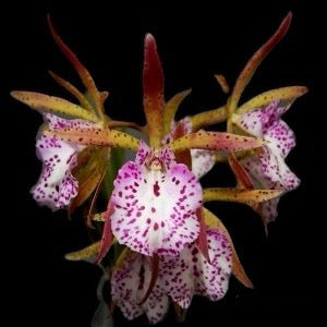 Encyvola Jairak Treasure 'Nightingale' (XL)