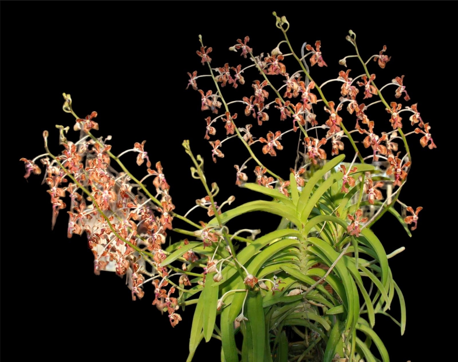 Vanda liouvillei species ( some in spike while available)