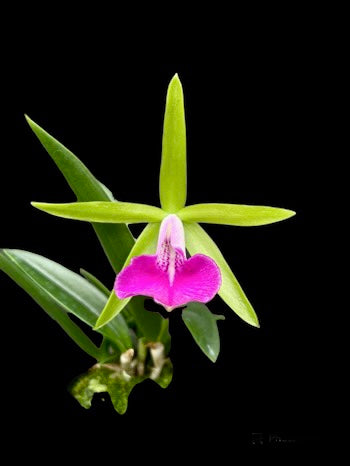 Bc. Gulfshore’s Beauty Green Gem (Brassavola medias x C. dormaniana) IN BUD