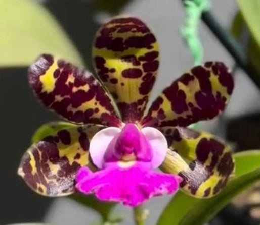 Cattleya aclandiea (Serginho x Mascate )