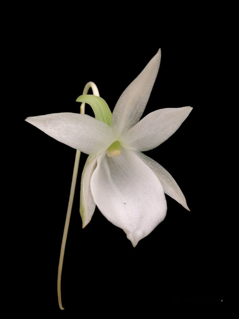 Angraecum leonis