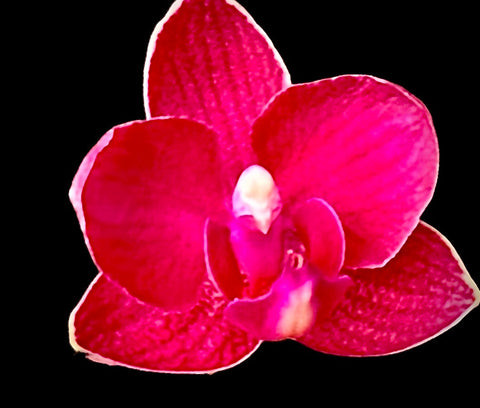 Phalaenopsis Lianher ’Happy Star’