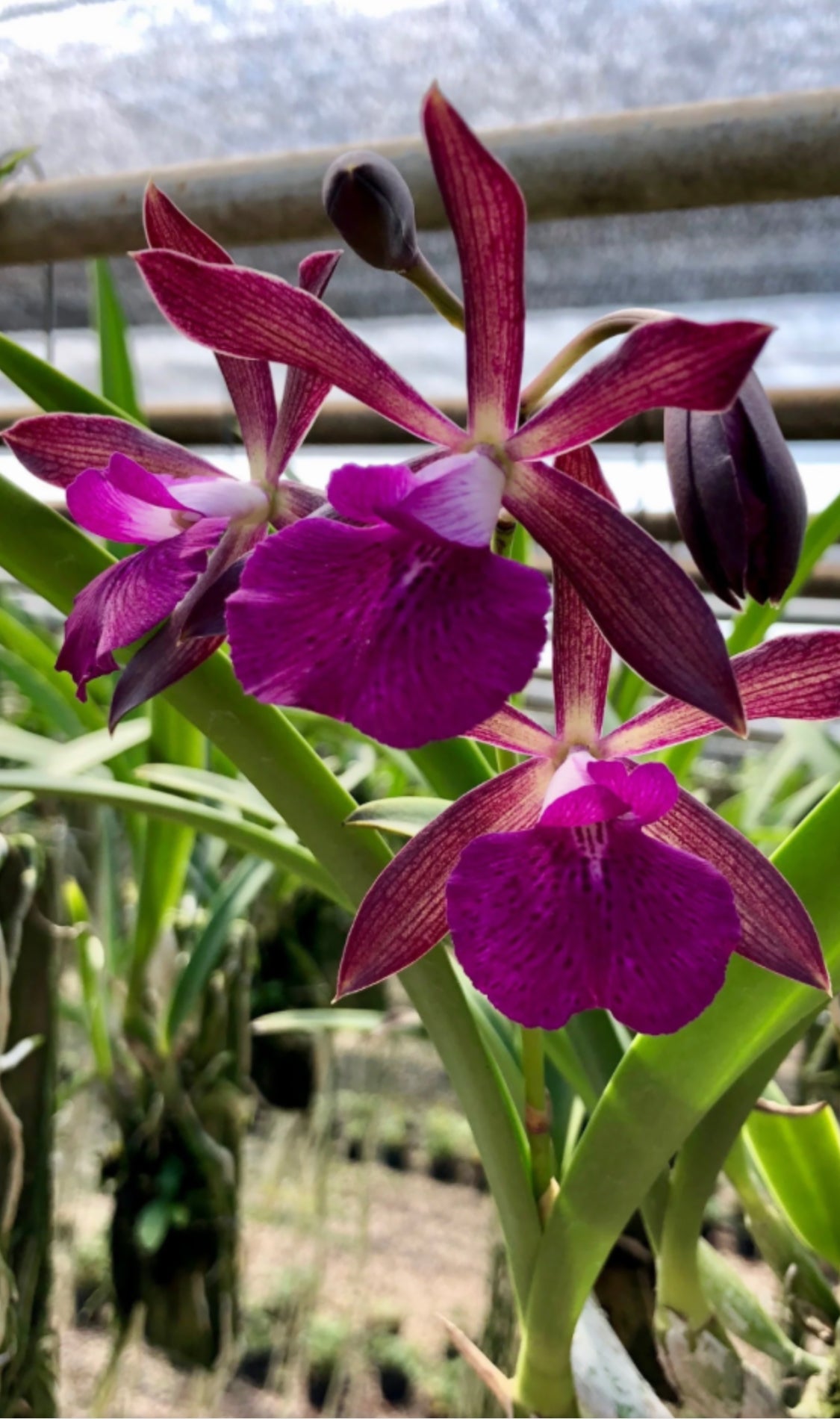 Brassavola Jairak star x Enc. ranedii