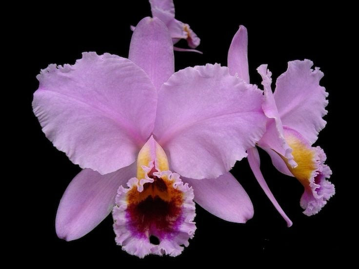 Cattleya percivaliana ‘Thiago’ x ‘Pedra Azul’