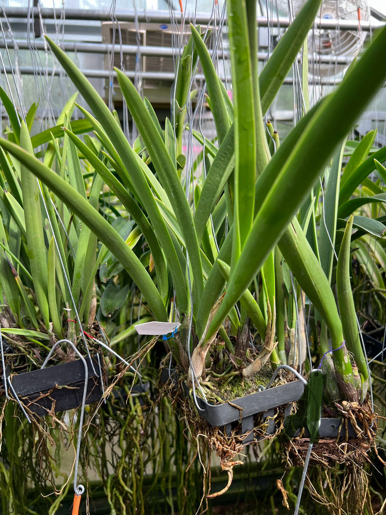 Encyvola Jairak Treasure 'Halistar' (XL) – Orchid Classics