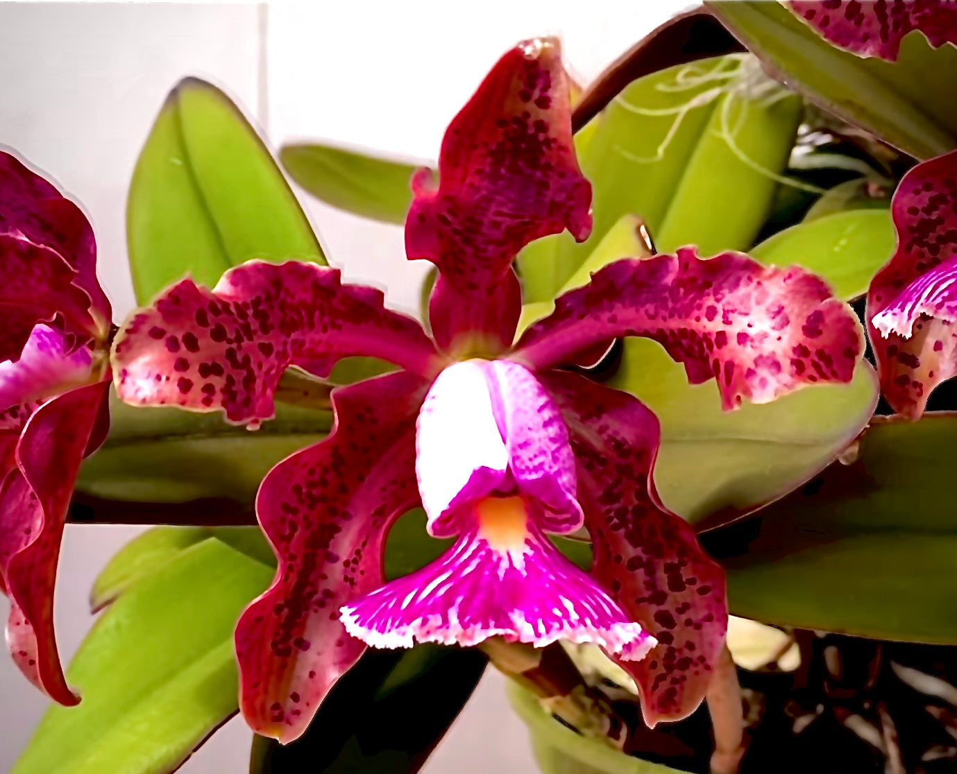 Cattleya schilleriana ‘Olinda’ x ‘Preciosa’
