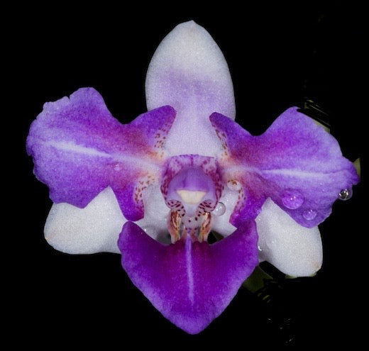 Phalaenopsis Memoria Val Rettig peloric