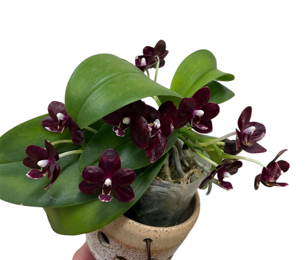 200 PCS Mixed Colors Phalaenopsis Seeds Bonsai Balcony