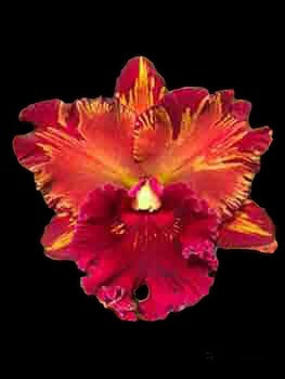 Rlc. Hey Song ‘Amazing Thailand’