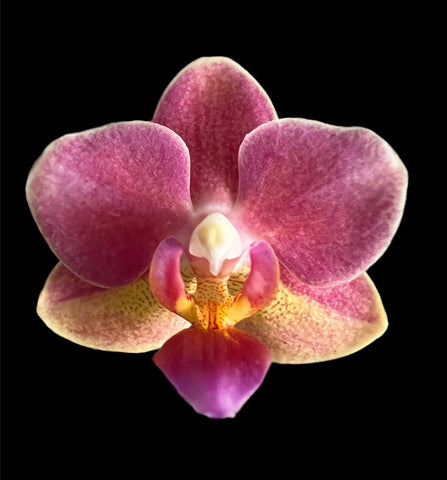 Phalaenopsis Younghome ‘Fragrance Lover ’(fragrant)