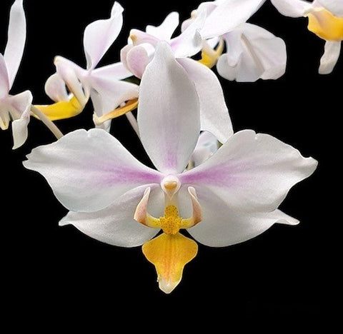 Phalaenopsis intermedia ‘Yellow lip x Sib