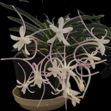 Vanda ( Neofinetia) falcata Manjushage (light pink spurs)