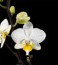 Phalaenopsis Younghome Godspeed ( in flower/bud)