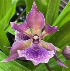 Zygonisia Murasaki Komachi x Zygo. Debbie De Mello 'Honolulu Bay' AM/AOS ( IN SPIKE )