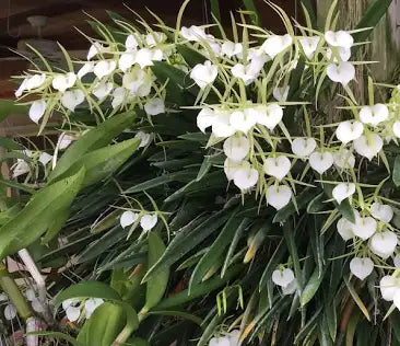 Brassavola Little Stars