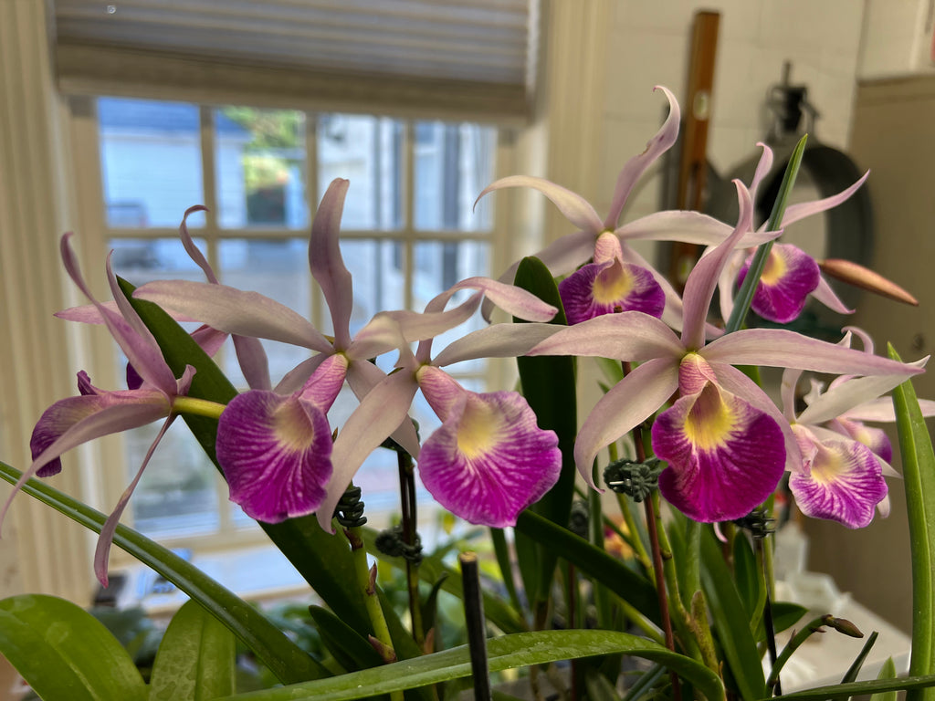 Bc. Yuan Nam Star War (IN SPIKE WHILE SUPPLIES LAST) – Orchid Classics