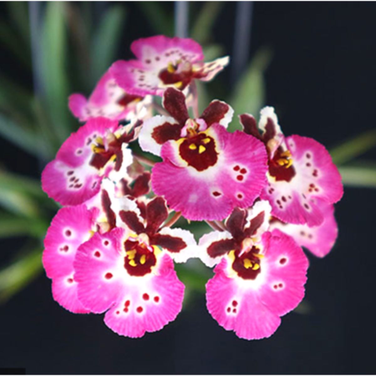 Tolumnia Jairak Rainbow Firm ‘ Pink Lady’