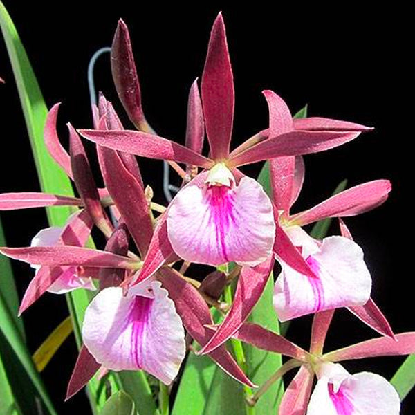 Cattleya Encyvola Jairak Treasure ‘Red Trogon’ (XL)