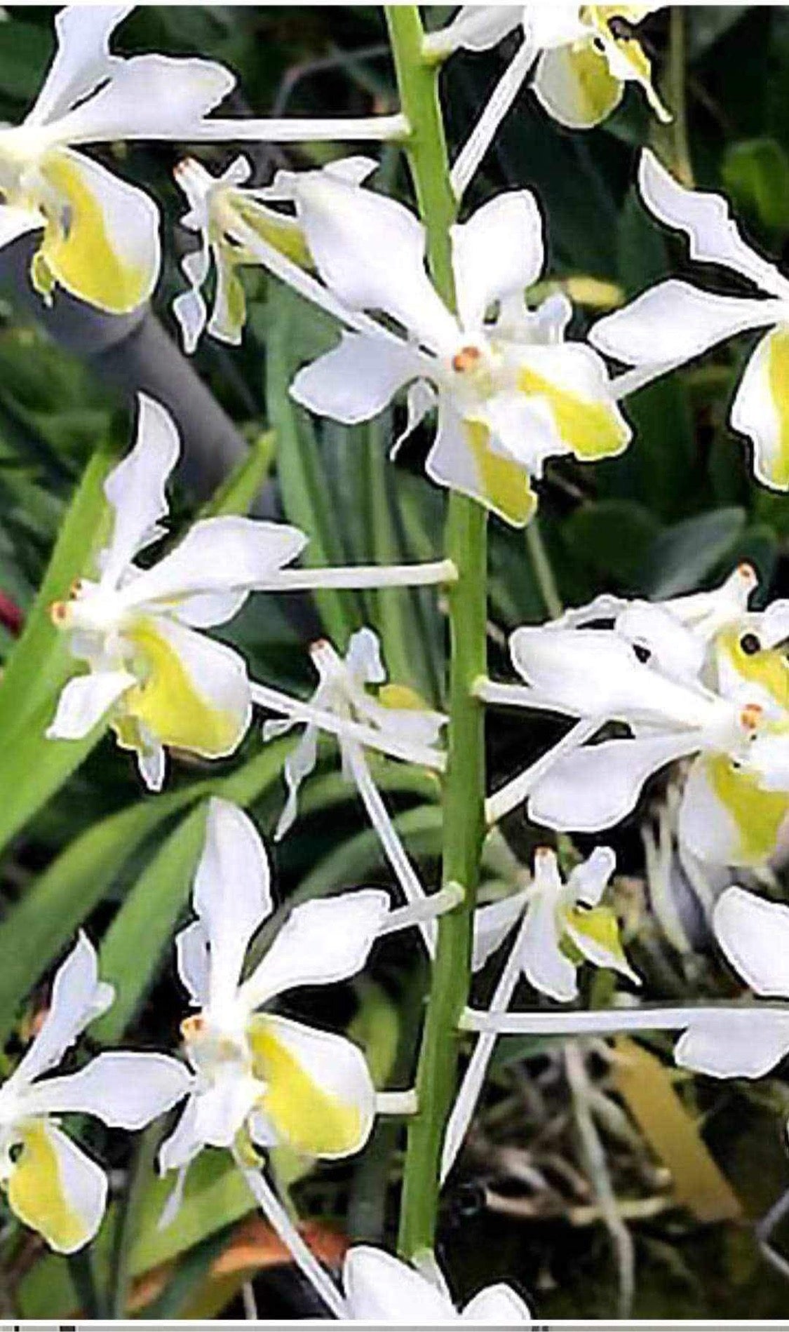 Vanda lamellata fma. alba (RARE)