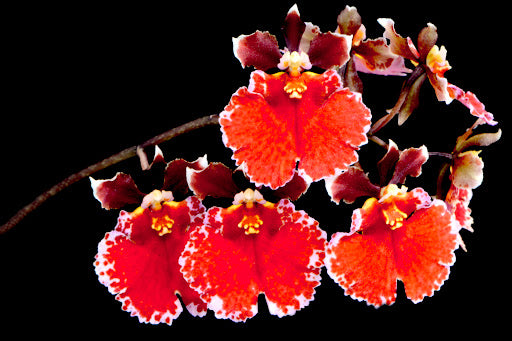 TOLUMNIA Jairik Flyer ‘Red Spread’ super Clump IN FLOWER/SPIKE
