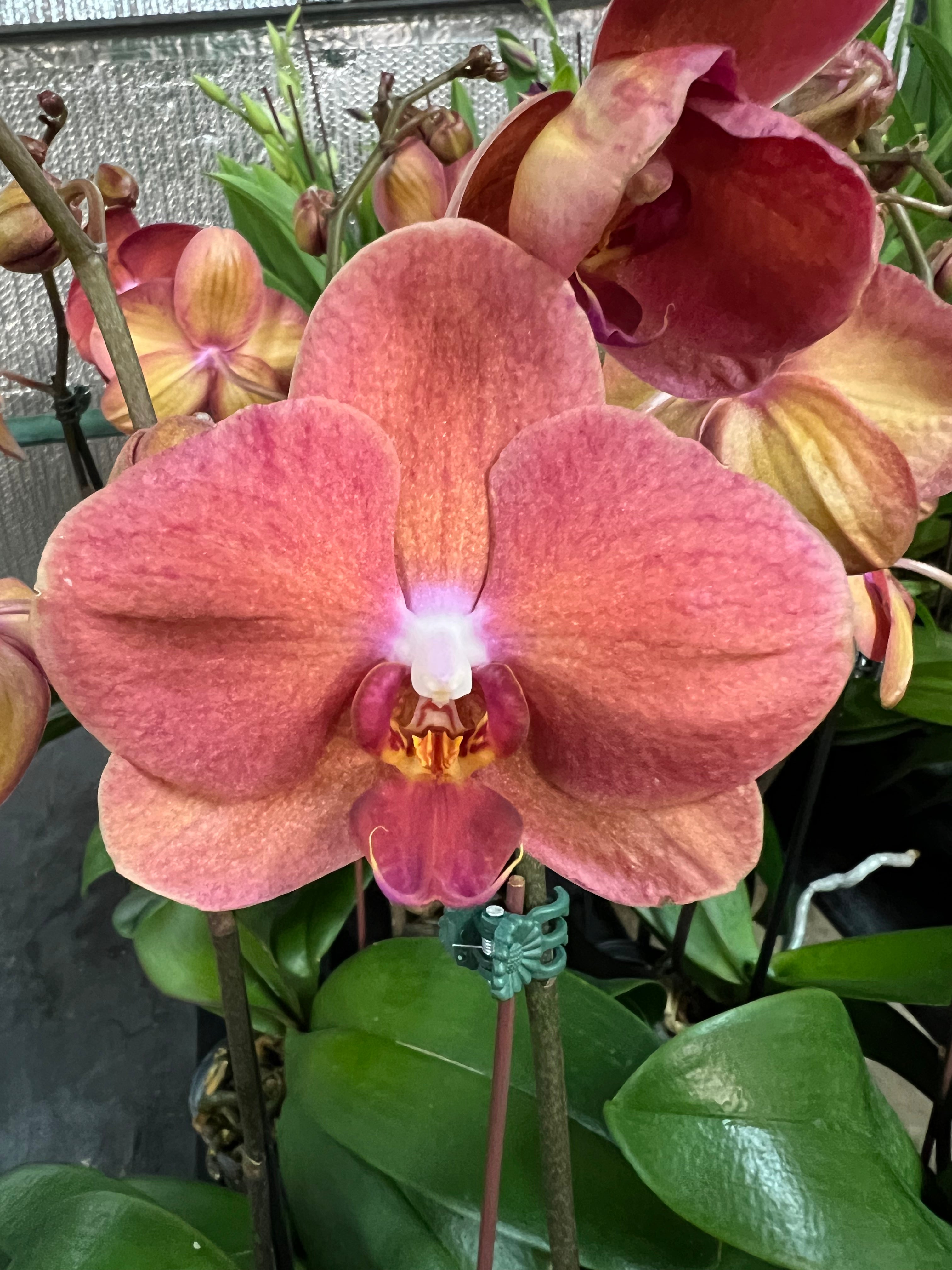 Phalaenopsis Taida Golden Orange