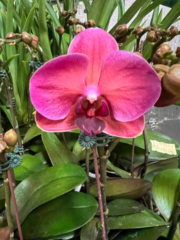 Phalaenopsis Taida Fancy Queen (fragrant)