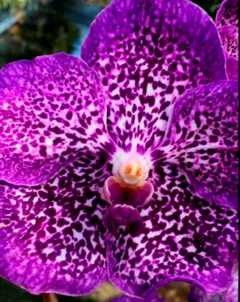 VANDA MARGARITA LOUIS-DREYFUS (XL) IN SPIKE WHILE SUPPLIES LAST!