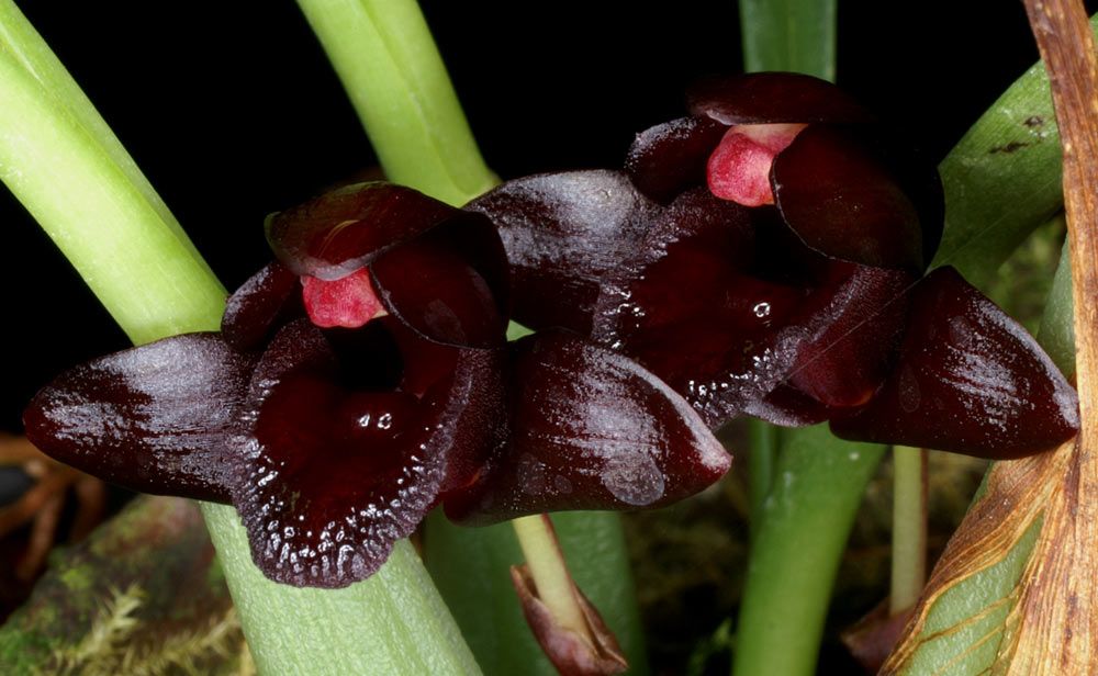 Maxillaria schunkeana