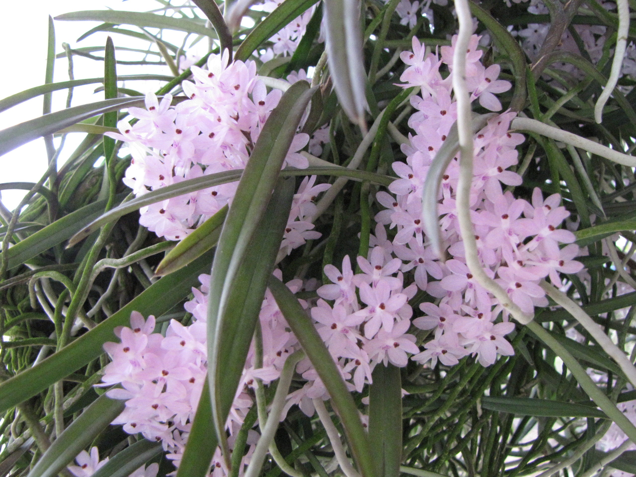 Vanda (Ascocentrum) christensonianum XL SIZE